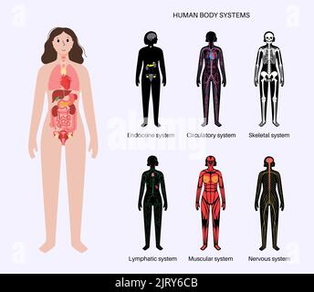 Ensemble de systèmes humains, illustration Banque D'Images