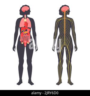 Organes et système nerveux, illustration Banque D'Images