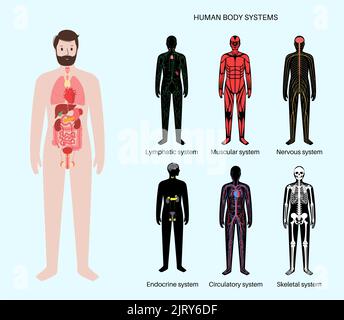 Ensemble de systèmes humains, illustration Banque D'Images