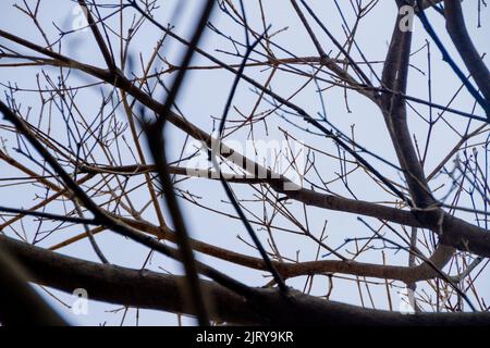 branches d'un demi-arbre, avec un beau ciel bleu en arrière-plan. Banque D'Images