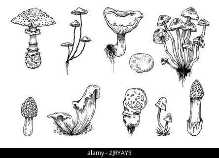 Ensemble de champignons. Champignons comestibles et non comestibles de la forêt sauvage. Esquisse dessinée à la main. Dessin avec de l'encre. Isolé sur fond blanc Illustration de Vecteur