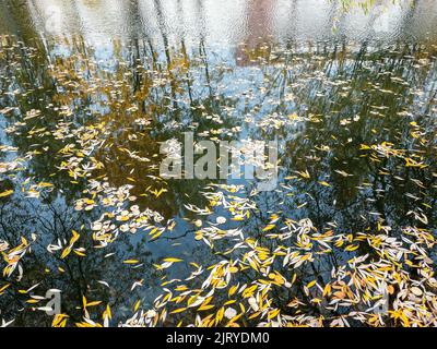 paysage automnal avec des feuilles jaunes colorées flottant sur une surface d'eau Banque D'Images