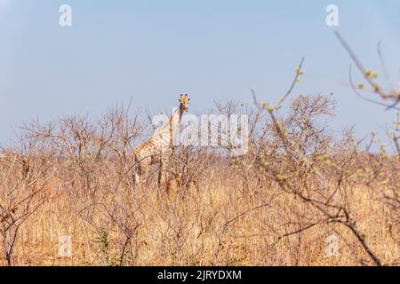 Girafes africaines parmi les buissons et les arbres secs. Parc national de Chobe. Botswana Banque D'Images