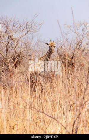 Girafes africaines parmi les buissons et les arbres secs. Parc national de Chobe. Botswana Banque D'Images