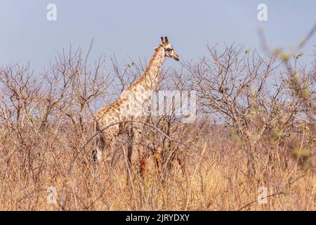 Girafes africaines parmi les buissons et les arbres secs. Parc national de Chobe. Botswana Banque D'Images