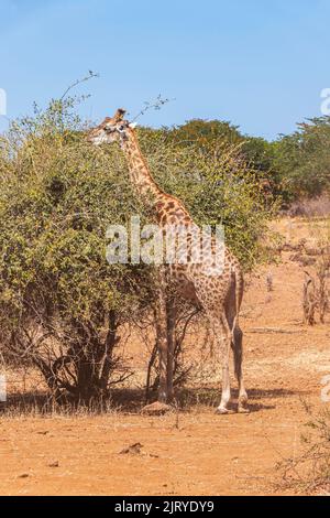 Girafes africaines parmi les buissons et les arbres secs. Parc national de Chobe. Botswana Banque D'Images