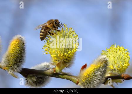 Abeille européenne (APIs mellifera), collectant du pollen sur les inflorescences mâles d'un saule de chèvre (salix caprea), Rothaargebirge, Nord Banque D'Images