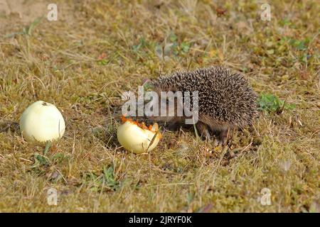 Hérisson européen (erinaceus europaeus), juvénile, se nourrissant d'une pomme dans un pré de verger, Wilnsdorf, Rhénanie-du-Nord-Westphalie, Allemagne Banque D'Images