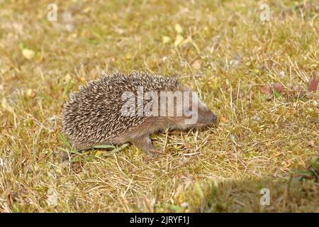 Hérisson européen (erinaceus europaeus), juvénile, dans un verger de prairie, Wilnsdorf, Rhénanie-du-Nord-Westphalie, Allemagne Banque D'Images