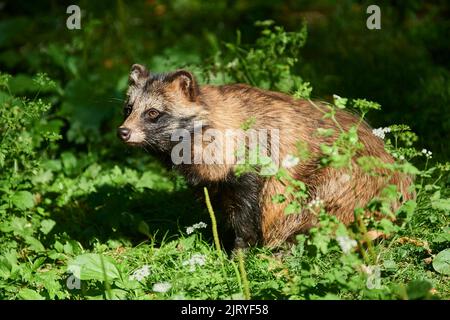 Chien de raton laveur commun (Nyctereutes procyonoides) assis dans une forêt, Bavière, Allemagne Banque D'Images