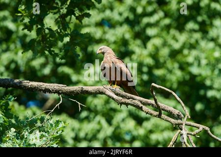 Cerf-volant (Milvus milvus) assis sur une branche, Bavière, Allemagne Banque D'Images