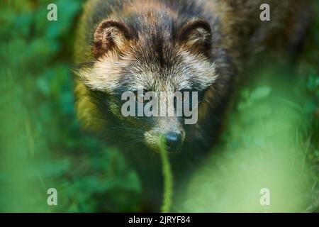 Chien de raton laveur commun (Nyctereutes procyonoides), portrait, Bavière, Allemagne Banque D'Images