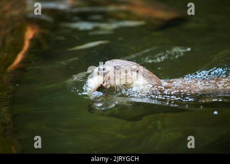 Loutre eurasien (Lutra lutra), nageant dans l'eau avec un poisson, Bavière, Allemagne Banque D'Images