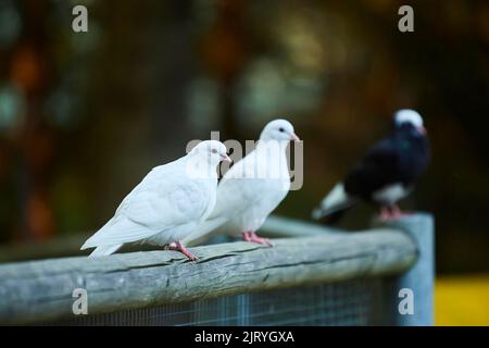 Pigeon domestique blanc (Columba livia domestica) assis sur une rambarde, Bavière, Allemagne Banque D'Images