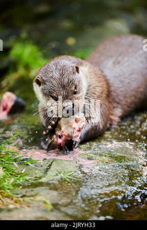 Loutre eurasien (Lutra lutra), manger un poisson, Bavière, Allemagne Banque D'Images