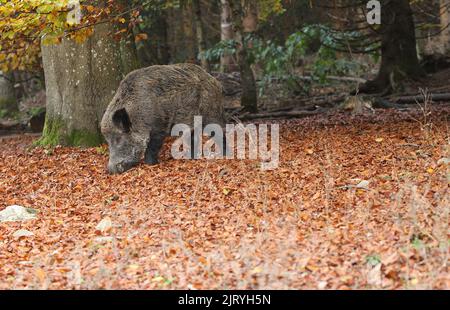 Sanglier (sus scrofa) Boar à la recherche du hêtre commun (Fagus sylvatica) dans la forêt d'automne, Allgaeu, Bavière, Allemagne Banque D'Images