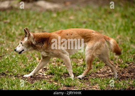 New Guinea Grey Wolf (Canis Lupus) hallstroma, Nouvelle Guinée, adulte, chien de chant de la Nouvelle Guinée, chien de chant de la Nouvelle Guinée, Nouvelle Guinée Banque D'Images