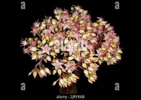 Stonecrop (Hylotelephium spectabile), Berlin, Allemagne Banque D'Images