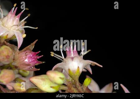 Stonecrop (Hylotelephium spectabile), Berlin, Allemagne Banque D'Images