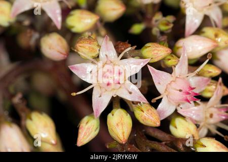 Stonecrop (Hylotelephium spectabile), Berlin, Allemagne Banque D'Images