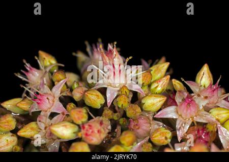 Stonecrop (Hylotelephium spectabile), Berlin, Allemagne Banque D'Images