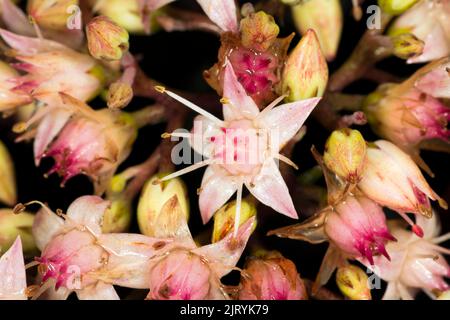 Stonecrop (Hylotelephium spectabile), Berlin, Allemagne Banque D'Images