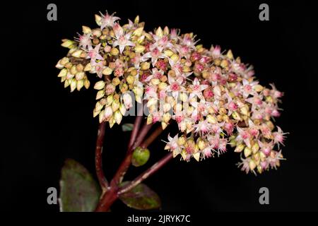 Stonecrop (Hylotelephium spectabile), Berlin, Allemagne Banque D'Images