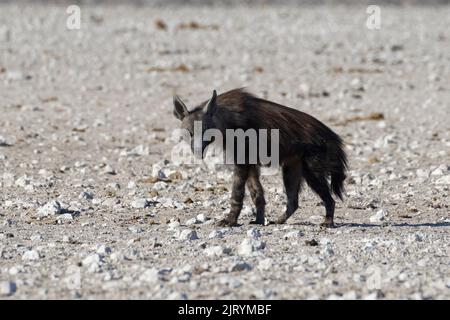 Hyène brune (Parahyena brunnea), adulte, sur terre aride, Parc national d'Etosha, Namibie, Afrique Banque D'Images