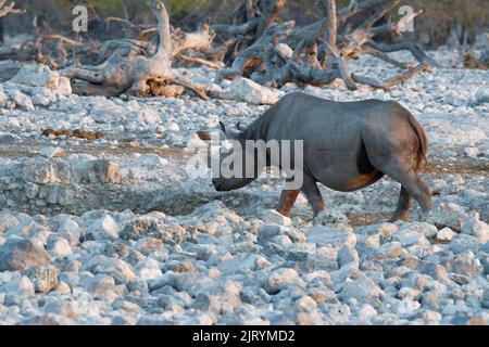 Rhinocéros noirs (Diceros bicornis) avec cornes sciées, mesure anti-braconnage, adulte marchant vers le trou d'eau, lumière du soir, Etosha National P. Banque D'Images