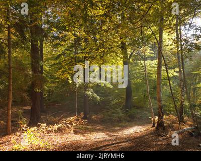 Sentier de randonnée d'automne sur le Werder, une péninsule du Schaalseel. C'est une réserve naturelle protégée et fait partie de la ceinture verte de l'Allemagne et appartient à Banque D'Images