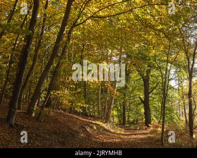 Sentier de randonnée d'automne sur le Werder, une péninsule du Schaalseel. C'est une réserve naturelle protégée et fait partie de la ceinture verte de l'Allemagne et appartient à Banque D'Images