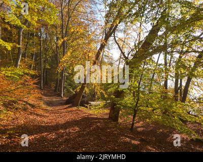 Sentier de randonnée d'automne sur le Werder, une péninsule attachée au village de Seedorf. C'est une réserve naturelle protégée et une partie de la ceinture verte allemande Banque D'Images