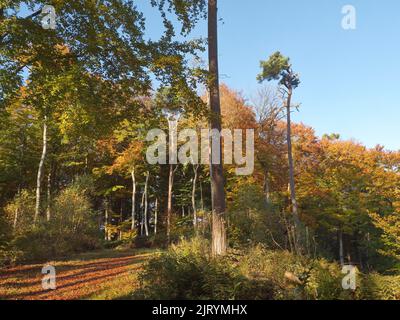 Sentier de randonnée d'automne sur le Werder, une péninsule du Schaalseel. C'est une réserve naturelle protégée et fait partie de la ceinture verte de l'Allemagne et appartient à Banque D'Images