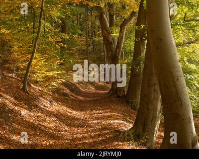 Sentier de randonnée d'automne sur le Werder, une péninsule du Schaalseel. C'est une réserve naturelle protégée et fait partie de la ceinture verte de l'Allemagne et appartient à Banque D'Images