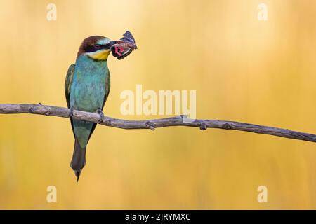 Mérope européenne (Merops apiaster) avec carmine de grand chêne comme proie, cramoisi foncé sous-aile (Catocala sponsora) comme nourriture, soleil d'été, coucher de soleil, fourrageages Banque D'Images