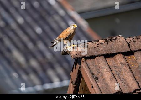 Kestrel commun (Falco tinnunculus), homme, assis sur un toit en pignon, Vulkaneifel, Rhénanie-Palatinat, Allemagne Banque D'Images