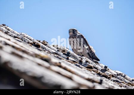 Kestrel commun (Falco tinnunculus), jeune oiseau qui devient airworthy se trouve sur un toit avec de vieux tuiles de toit, Vulkaneifel, Rhénanie-Palatinat, Allemagne Banque D'Images