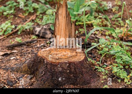 La souche a été laissée d'un grand vieux arbre dans la forêt sauvage. L'ancienne épinette était infestée de ravageurs et l'arbre a été coupé. Humidifier l'écorce et l'herbe après Banque D'Images