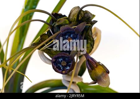 Fleur de bateles noire (alias tacca, whiskers de chat, fleur de diable) isolée sur fond blanc Banque D'Images