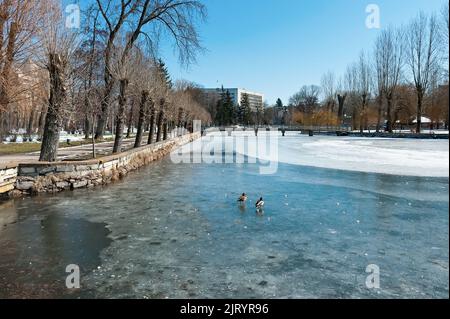 Canards sur la rivière Seret dans un parc de la ville de Ternopil en Ukraine Banque D'Images