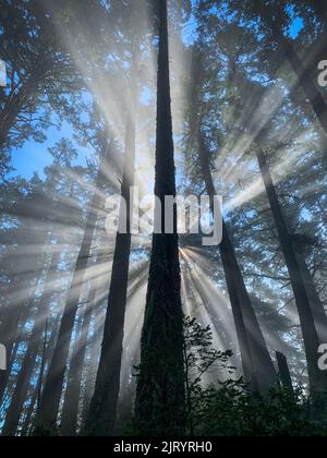 Rayons de soleil à travers des séquoias, Mont Tamalpais Banque D'Images