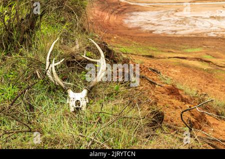 Les bois de cerf sont faits d'os qui poussent et se jettent chaque année. Ils sont le tissu le plus rapide de croissance connu de l'homme qui peut croître d'un demi-pouce par jour. Banque D'Images