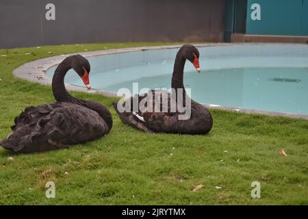 Deux cygnes noirs assis sur une pelouse verte au zoo en Inde. Ses proches parents sont les oies et les canards. Sous-famille Anserinae Banque D'Images