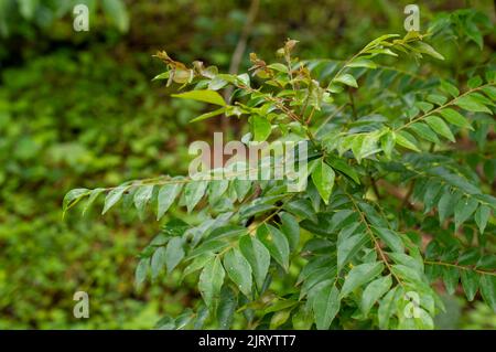 Le curry Leaves Tree est un arbre tropical à subtropical et est originaire d'Asie. C'est une feuille aromatique utilisée dans de nombreuses cuisines indiennes Banque D'Images