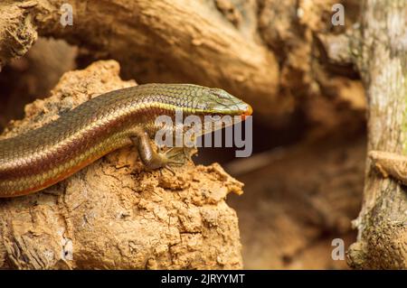 Les lézards sont un groupe très répandu de reptiles qui sont des animaux à sang froid. Voici un lézard sur la formation d'un beau fond. Banque D'Images