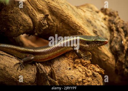 Les lézards sont un groupe très répandu de reptiles qui sont des animaux à sang froid. Voici un lézard sur la formation d'un beau fond. Banque D'Images