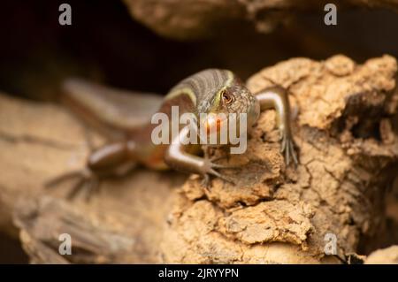 Les lézards sont un groupe très répandu de reptiles qui sont des animaux à sang froid. Voici un lézard sur la formation d'un beau fond. Banque D'Images