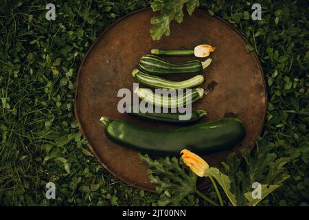 Zucchini, de couleur et de forme différentes, sur un plat en métal sur fond d'herbe verte, dans le jardin. Arrière-plan végétal abstrait du végétab Banque D'Images