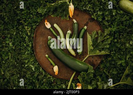 Zucchini, de couleur et de forme différentes, sur un plat en métal sur fond d'herbe verte, dans le jardin. Arrière-plan végétal abstrait du végétab Banque D'Images