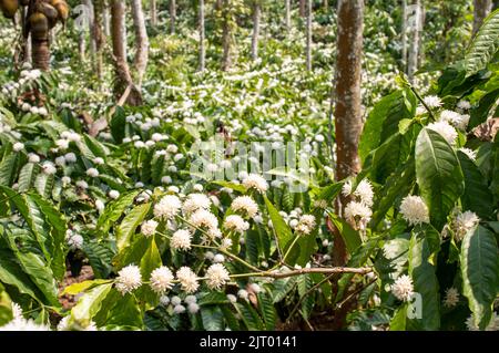 De petites fleurs blanches parfumées poussent là où les feuilles et les branches se rencontrent. Le parfum des fleurs de café est juste merveilleusement profond et sans Banque D'Images